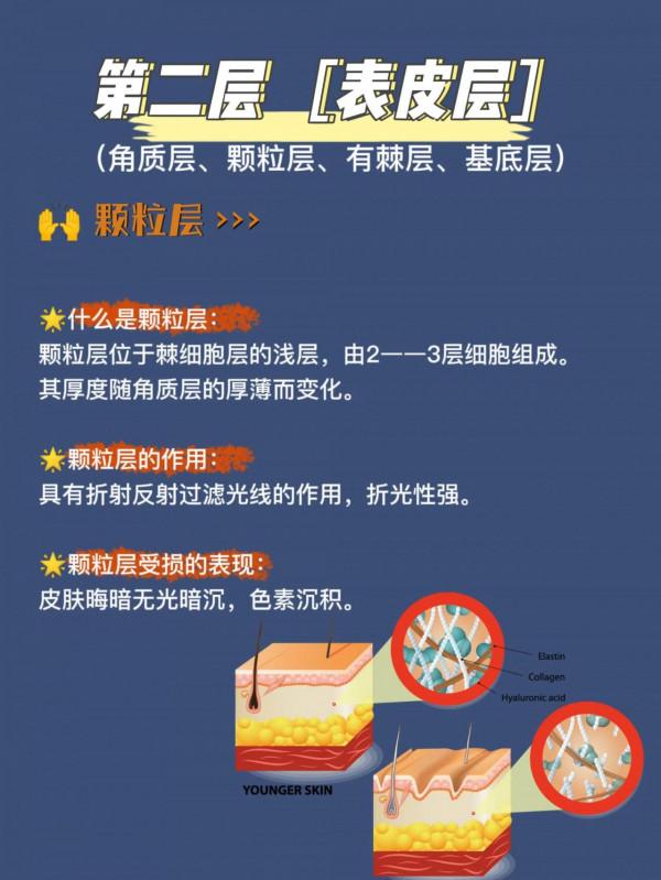 真正瞭解面板結構，更好合理護膚