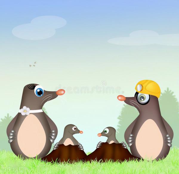 科學家在狗狗的幫助下找到了消失百年的物種——南非德溫頓金痣 科學家在狗狗的幫助下找到了消失百年的物種——南非德溫頓金痣