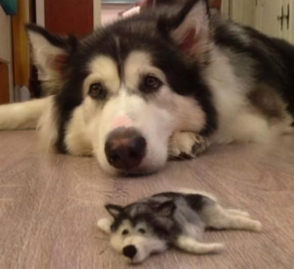 阿拉斯加犬掉毛嚴重，怎麼辦？