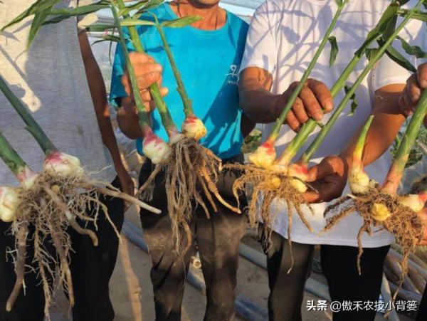 生薑採收分為收種姜、收嫩姜、收老薑,3次採收的時間與方法不同 生薑採收分為收種姜、收嫩姜、收老薑,3次採收的時間與方法不同