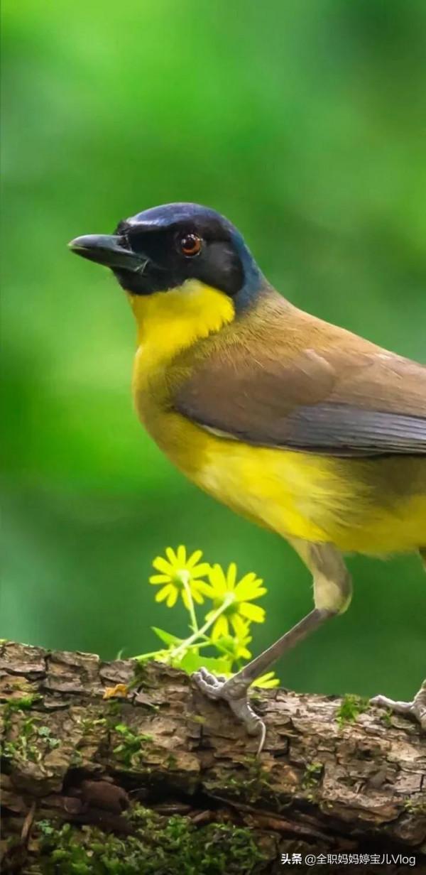 分享——35種罕見的鳥類