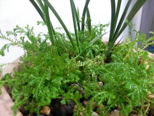 這種草是蕨類植物，能給蘭花鋪面，好看好養益處多，比苔蘚還好用