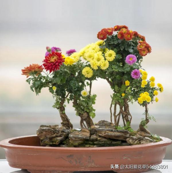 適合秋冬養的5種花,只要有光照,開花賊漂亮 適合秋冬養的5種花,只要有光照,開花賊漂亮