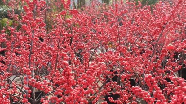 寓意好、顏值高！松江這裡的年宵花選購指南來啦，建議收藏