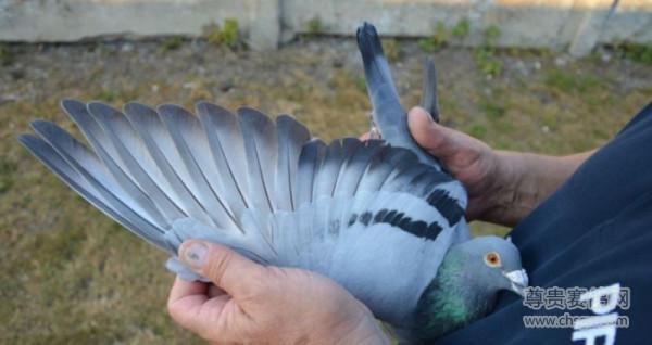 20張冠軍鴿翅膀欣賞，高質量賽鴿翅膀都有哪些特徵？