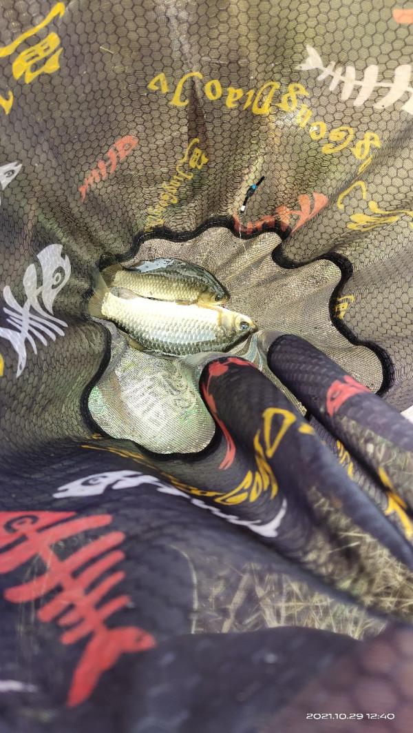 「十週年」野釣小河溝，大爺送鯽魚，這次終於找到了大爺的快樂