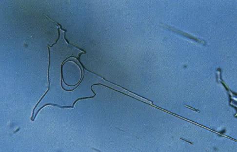 託帕石的鑑定---王建泉