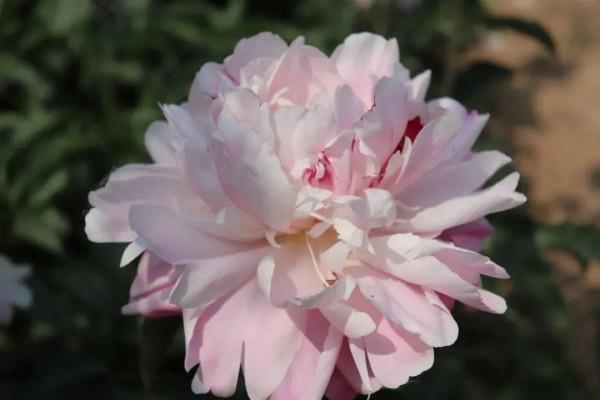 注意，芍藥一年種一次，晚了全年不開花