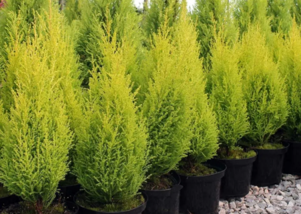 家庭養花場地小，不如就盆栽這4種，香味好聞，很容易養好