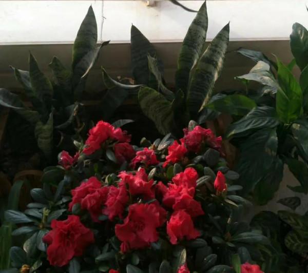 虎皮蘭養了幾年了估計要掛了