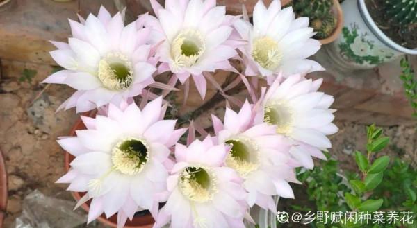 鮮豔多彩的彩草仙人球,開花特驚豔,像荷花一樣美 鮮豔多彩的彩草仙人球,開花特驚豔,像荷花一樣美