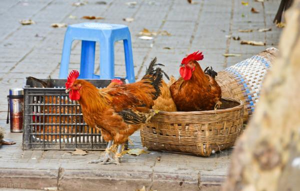 明天初二回孃家，送禮有講究，3送3不送，懂得老規矩，吉祥又如意