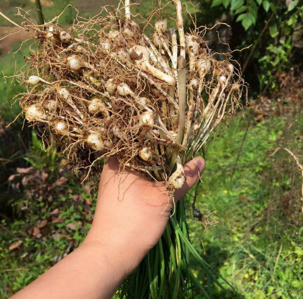 冬日裡的7種“野菜”,以前漫山遍野都是,現在也還是美味佳餚 冬日裡的7種“野菜”,以前漫山遍野都是,現在也還是美味佳餚