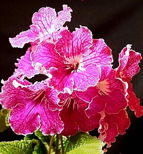 海角櫻草（堇蘭）