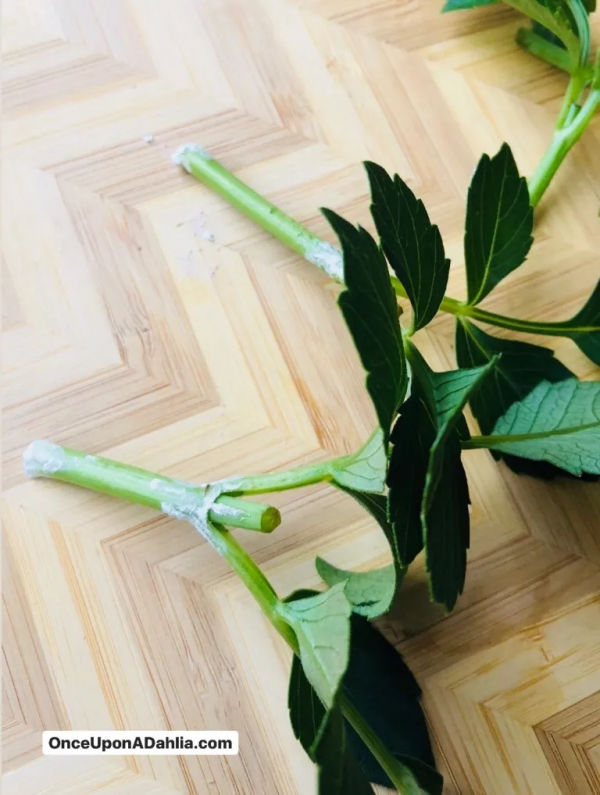 大麗花扦插方法，一盆變十盆，成活率100%