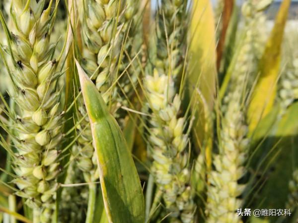 我國最具實力的幾個小麥新品種,最高畝產超1800斤 我國最具實力的幾個小麥新品種,最高畝產超1800斤