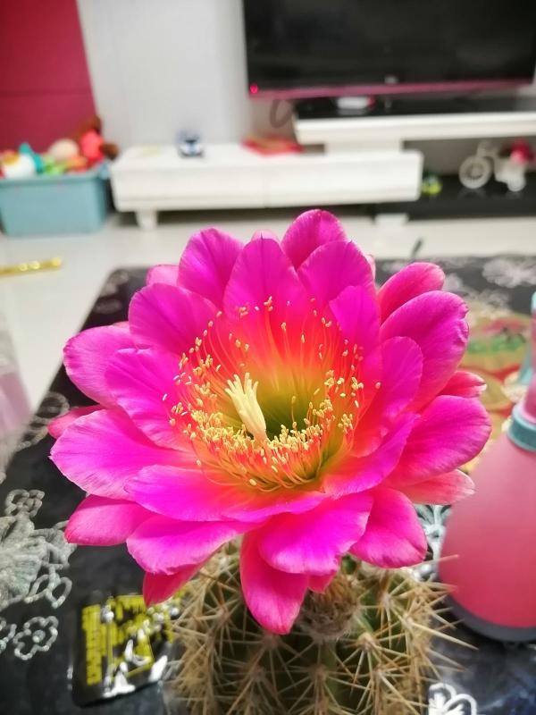 渾身帶刺的仙人掌花,沒想到還是個“花姑娘”,花朵顏值堪比荷花 渾身帶刺的仙人掌花,沒想到還是個“花姑娘”,花朵顏值堪比荷花