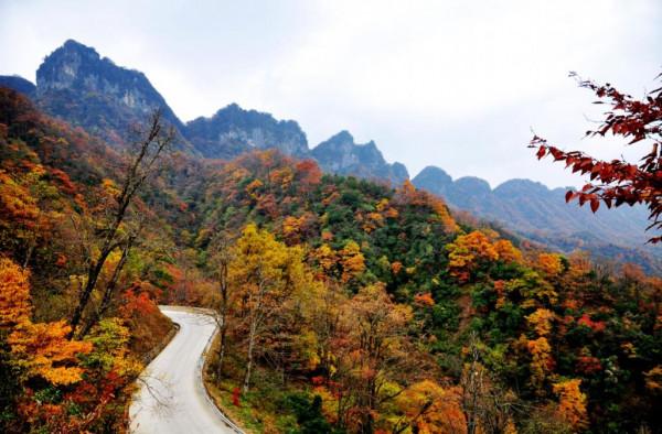 紅葉的季節來咯 紅葉的季節來咯