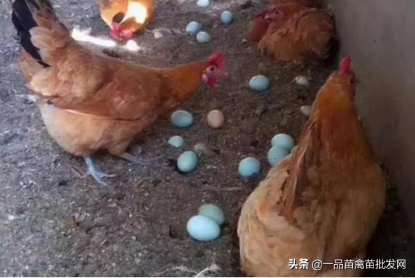 給散養土雞喂點這種“老來紅”,雞不僅產蛋多,羽毛也更紅豔光滑 給散養土雞喂點這種“老來紅”,雞不僅產蛋多,羽毛也更紅豔光滑