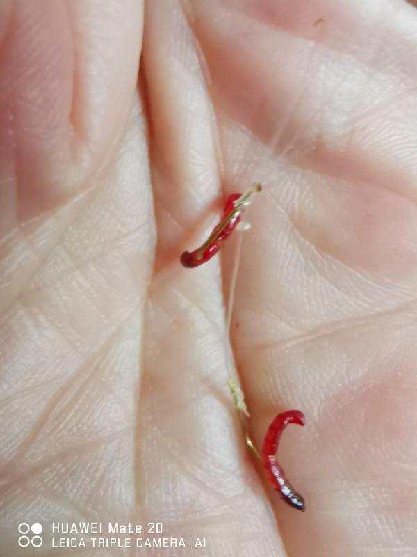 與小雜魚鬥智鬥勇,拼比毅力和耐性 與小雜魚鬥智鬥勇,拼比毅力和耐性