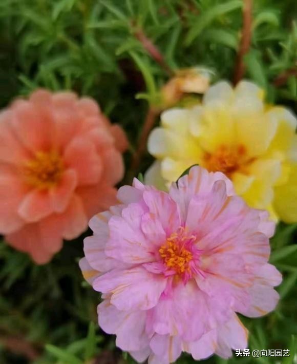 最容易爆花的6種草花,有太陽就開花,陽臺黨必備,趕緊入手 最容易爆花的6種草花,有太陽就開花,陽臺黨必備,趕緊入手