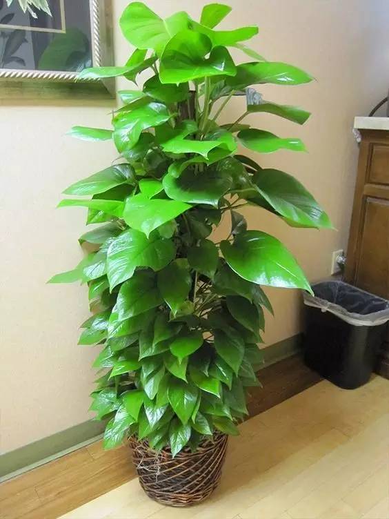 客廳想養“大盆栽”,建議從這10種裡面選,格調高寓意好,還養人 客廳想養“大盆栽”,建議從這10種裡面選,格調高寓意好,還養人