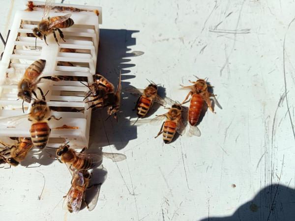 與義大利蜜蜂的一次親密接觸 與義大利蜜蜂的一次親密接觸