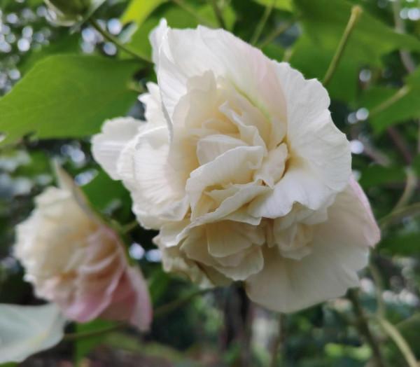 你,是不是我身邊的老蔡? 你,是不是我身邊的老蔡?