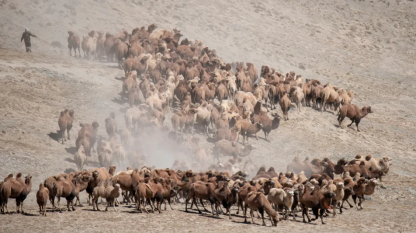 阿克塞：駱駝轉場場面壯觀