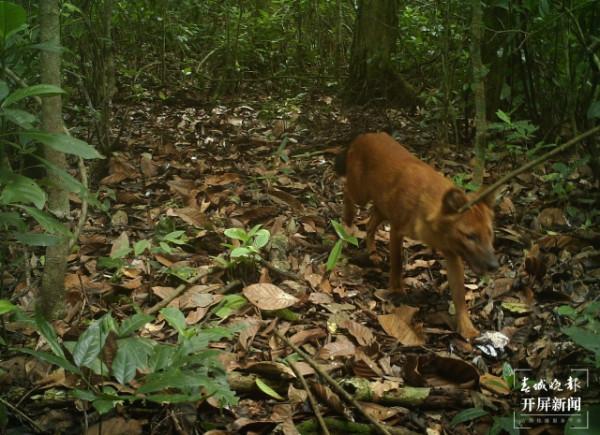 中國傳統四大猛獸，我憑實力排第一
