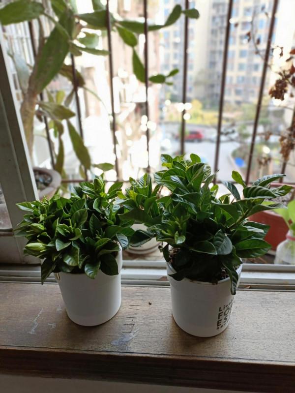 梔子花什麼時候會開花