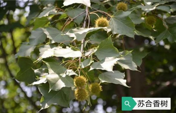 中藥古今研究：蘇合香