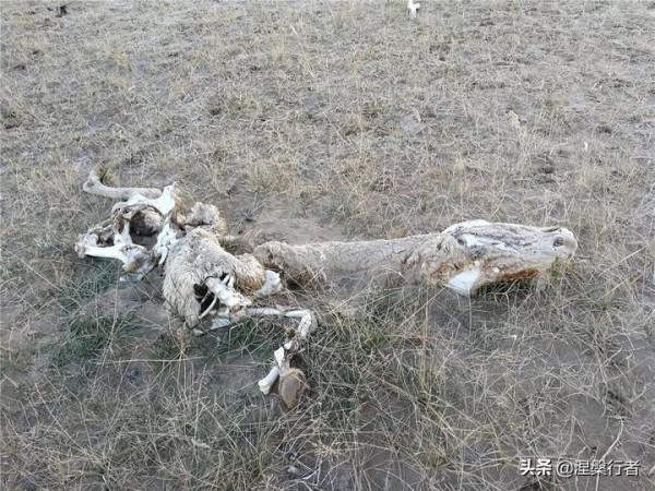 徒步穿越魔鬼谷，被稱為沙漠之王的趙子允，忘卻生死才能幕天席地