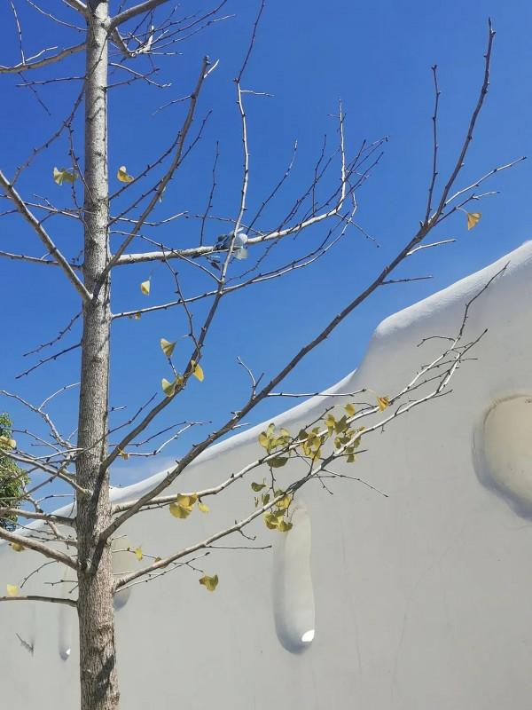 別找我,我要去浦東“小聖托里尼”做白日夢啦 別找我,我要去浦東“小聖托里尼”做白日夢啦