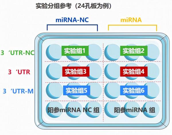 看完這篇文章，我不信您還搞不定「雙熒光素酶報告實驗」