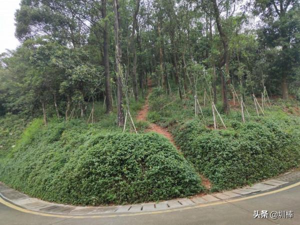 離羅湖、福田很近的銀湖山郊野徑，太適合週末徒步了