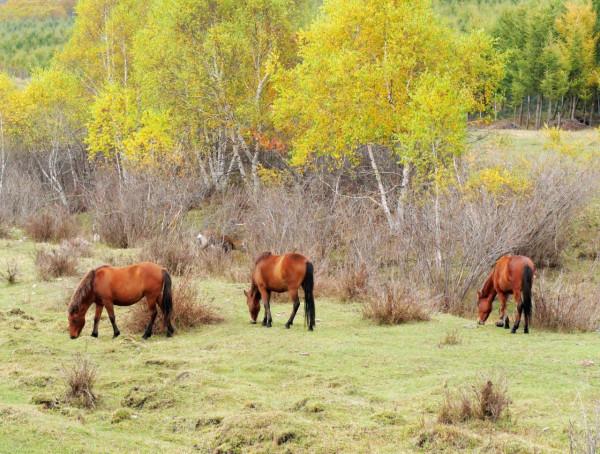 北京自駕4個小時，去承德壩上七彩森林，這裡的秋天太美了