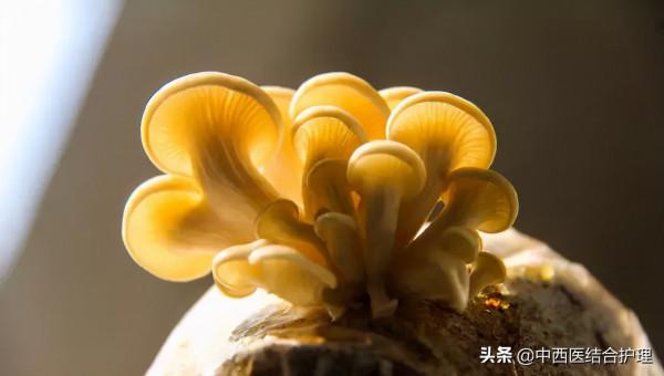 「飲食養生」提高身體免疫力的好東西,冬季吃正合適 「飲食養生」提高身體免疫力的好東西,冬季吃正合適