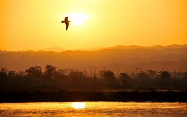 野鴨舞動金色的晨光