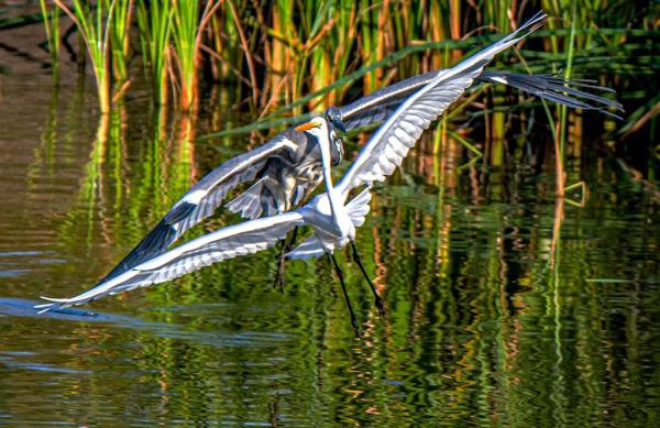 多圖｜石屏異龍湖觀鳥圖鑑