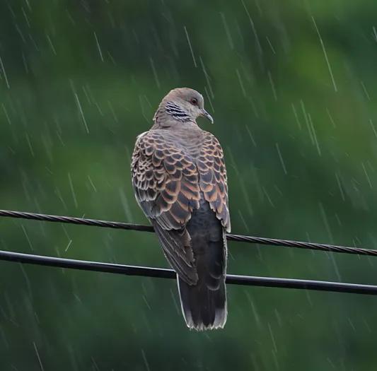 看看遼寧的野生鳥類 看看遼寧的野生鳥類