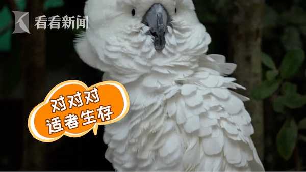 適者生存！悉尼鸚鵡如此乾飯 會開箱的地位更高