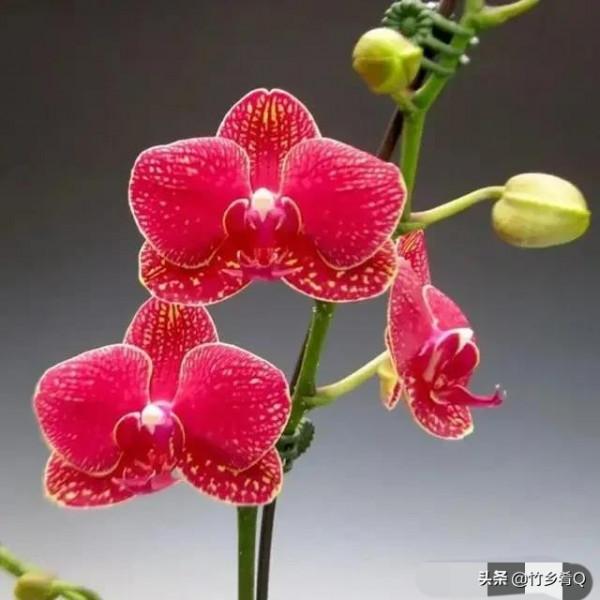 奇形怪狀的漂亮蘭花