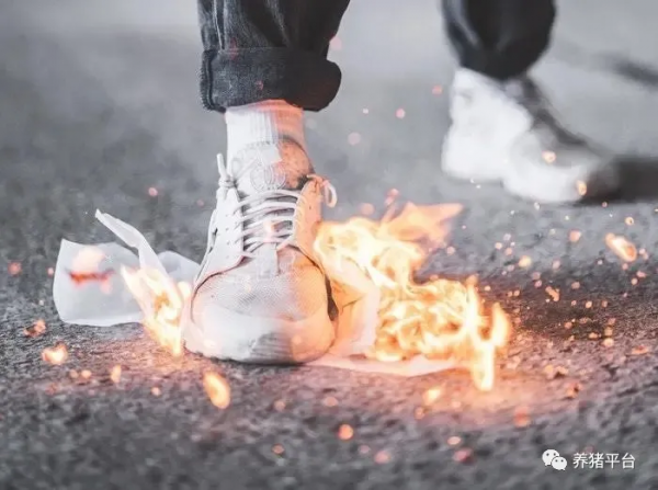 冬季豬場保溫工作怎麼做？看這一篇文章就夠了