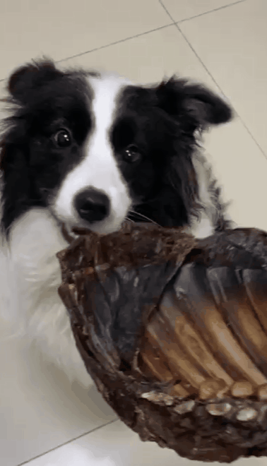 &OpenCurlyDoubleQuote;老年邊牧犬&rdquo;跟你告別的方式，希望鏟屎官能珍惜它