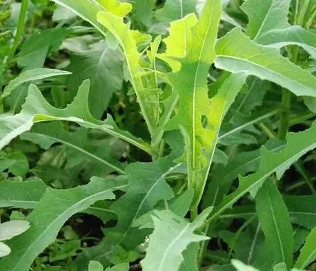春天到了，80後小時候吃的野菜給大家一起分享一下
