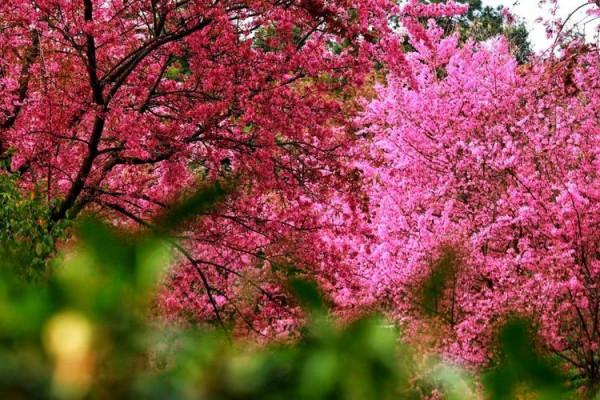 無量山櫻花谷：世外桃源，人間仙境