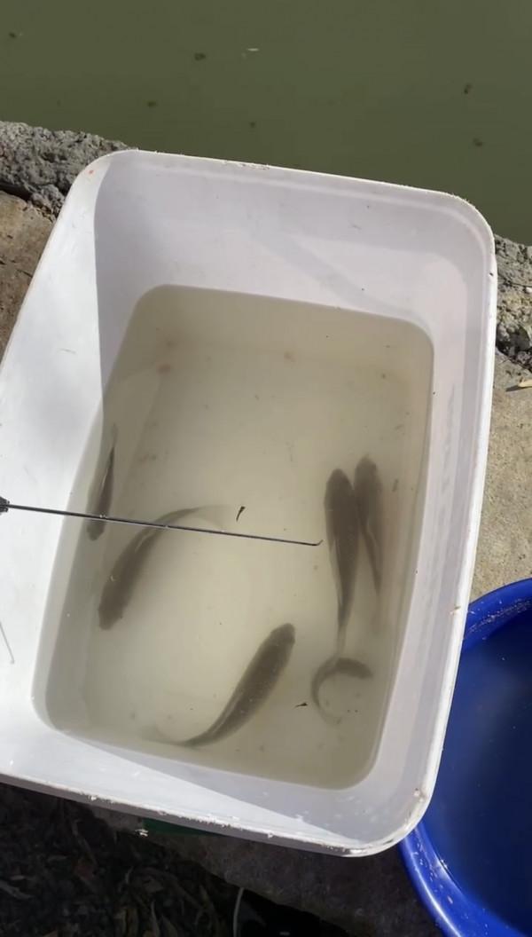 三五釣友相聚小清河，有說有笑豈不美哉