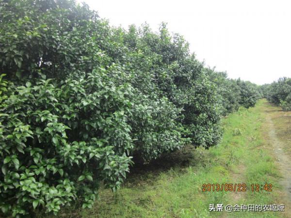 柑橘十二月份管什麼？保樹清園和促花