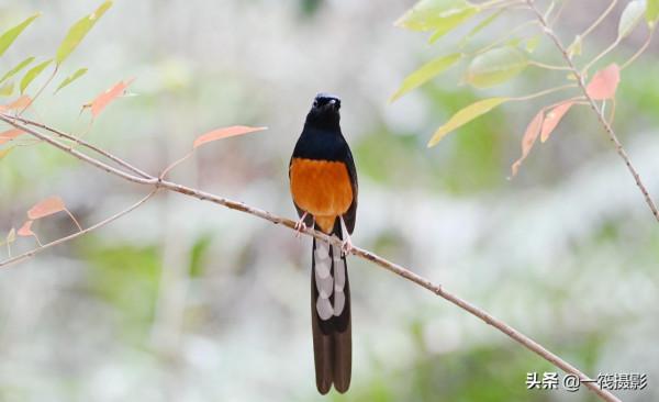 樂不思蜀的候鳥——白腰鵲鴝